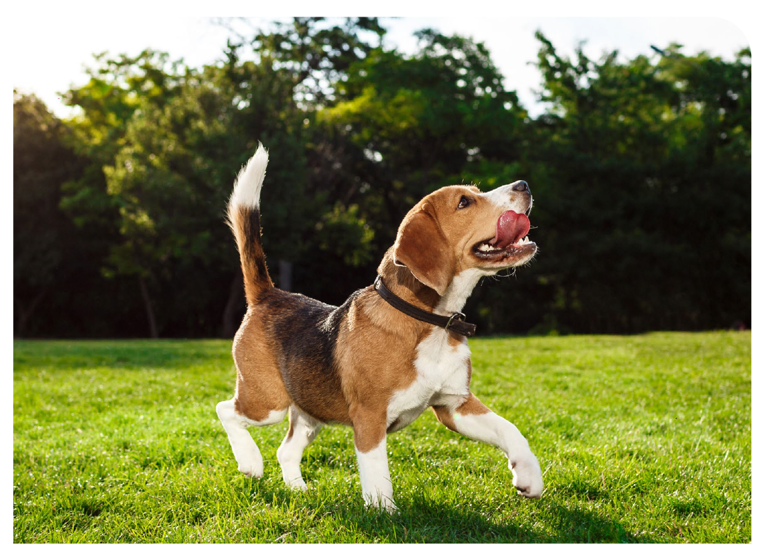 7 Razones del por qué tu mascota debe de consumir VITACAN
