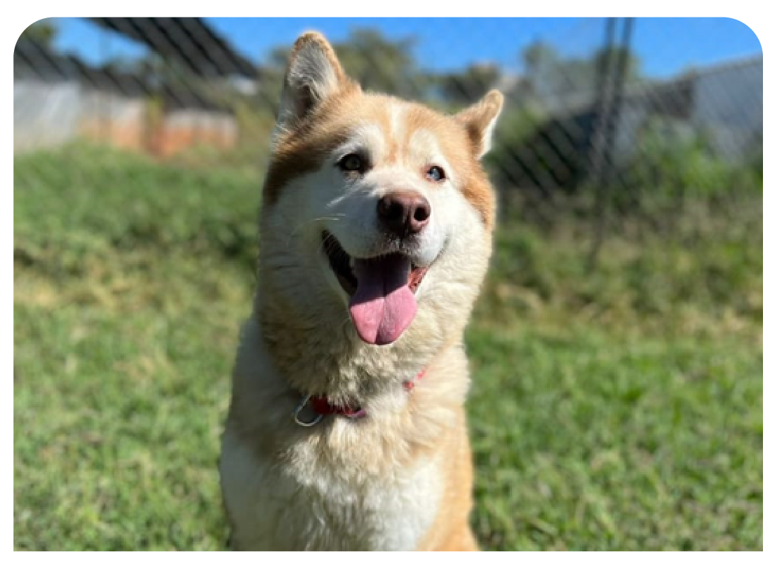 Más Que Limpios: Rutinas De Aseo Para Mascotas Sanas Y Felices